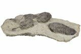 Plate Of Large Parahomalonotus Trilobites - Foum Zguid, Morocco #171025-10